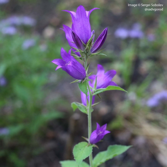 Колокольчик комарова