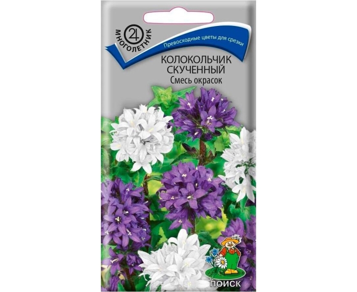Колокольчик скученный campanula glomerata
