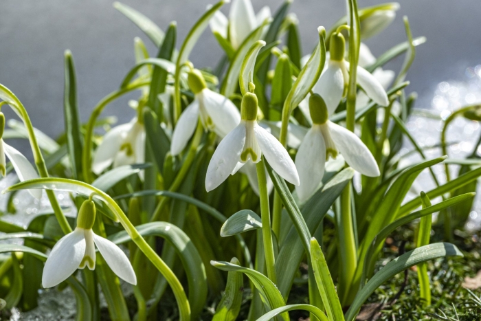 Подснежники тюмень