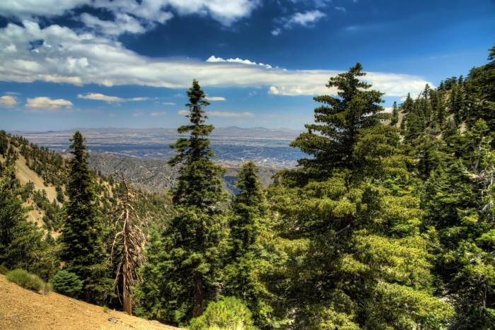 Лес хвойный