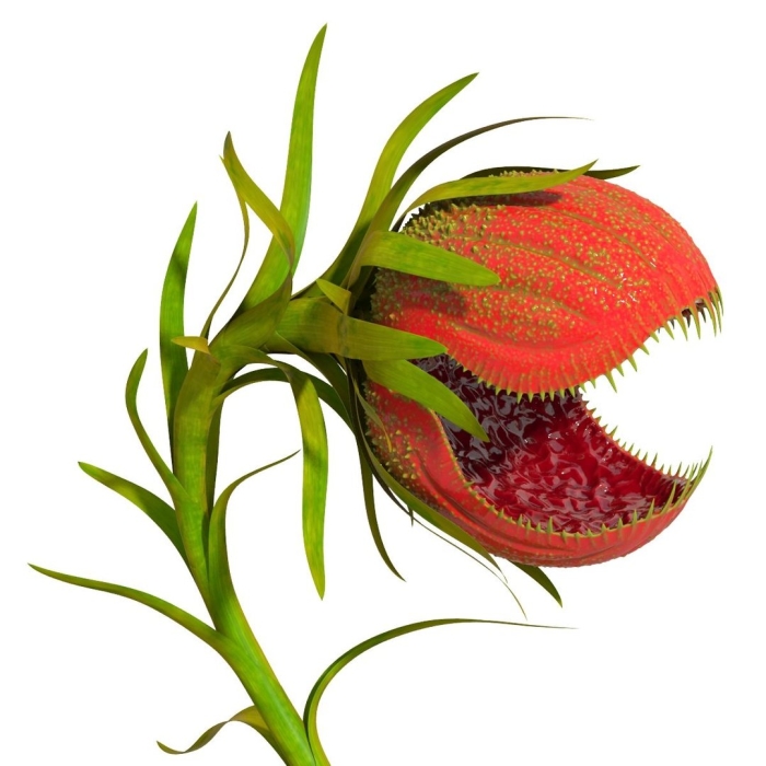 Венерина мухоловка