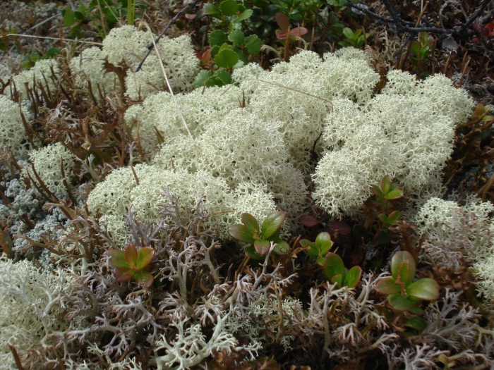 Ягель олений мох