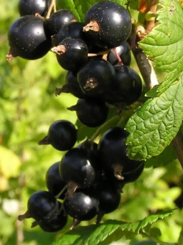 Смородина черная – ribes nigrum