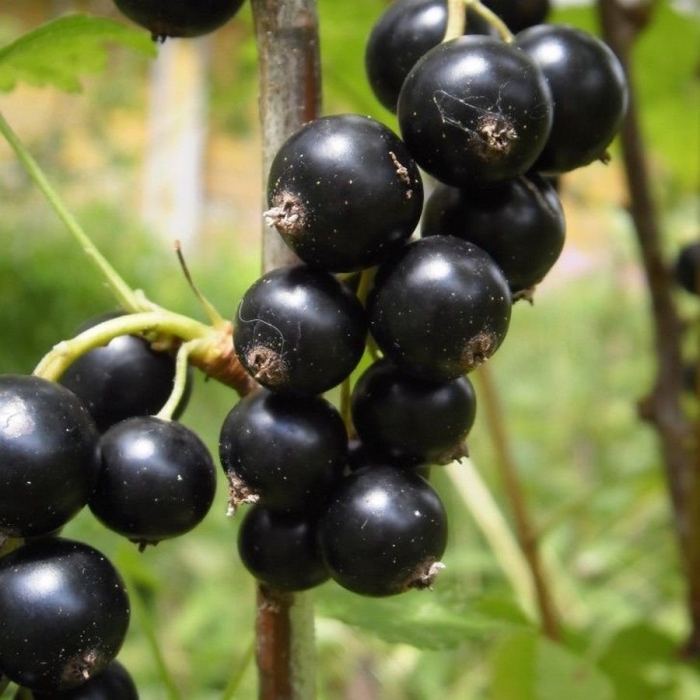 Смородина черная велой