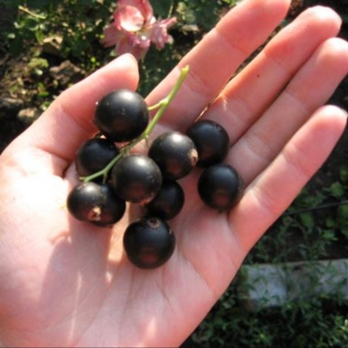 Вологда сорта черной смородины