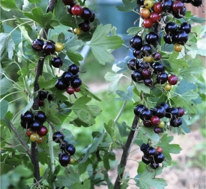 Смородина золотистая ермак