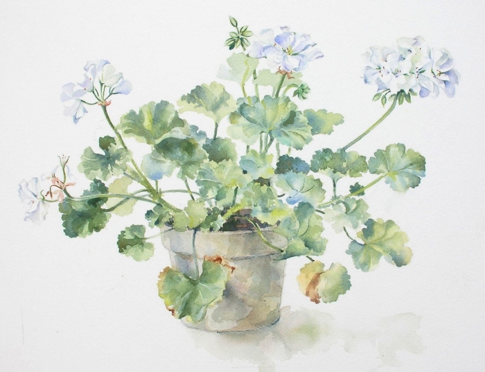 Ботаническая живопись герань