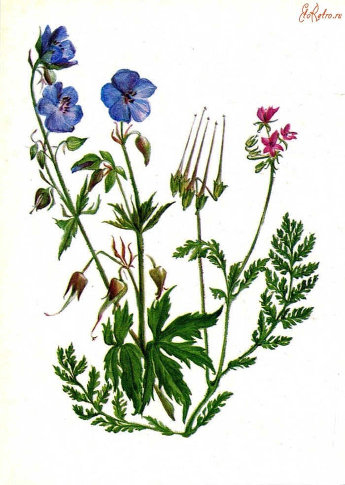 Герань луговая ботанический