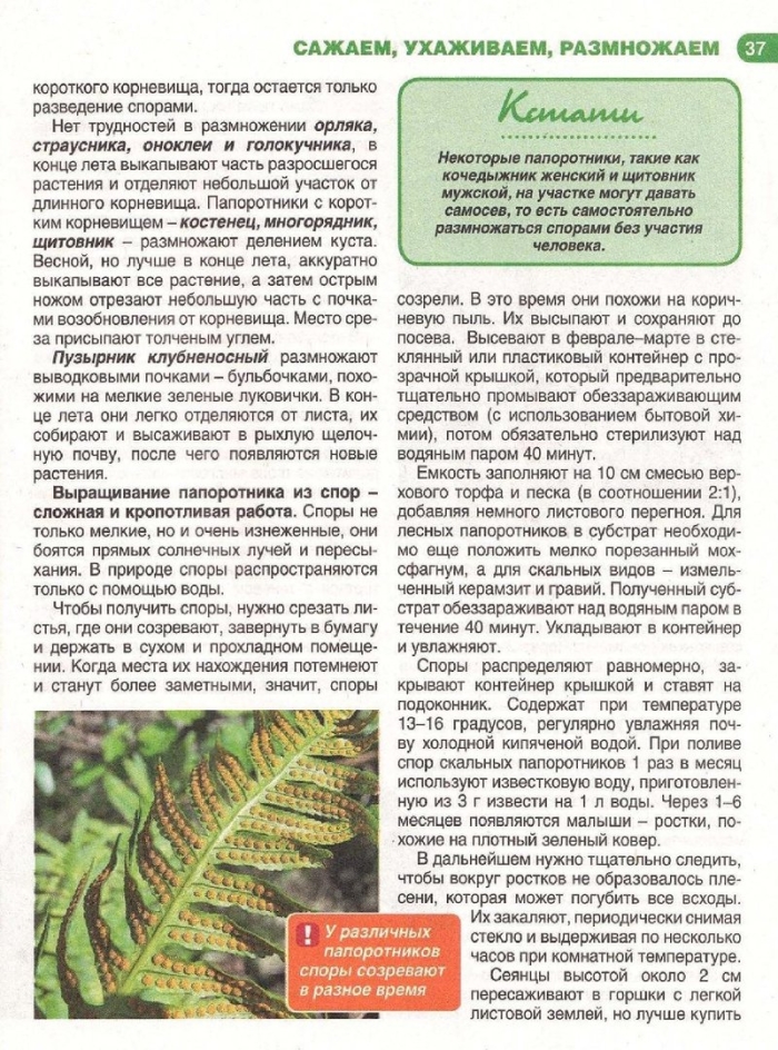 Папоротник корневище