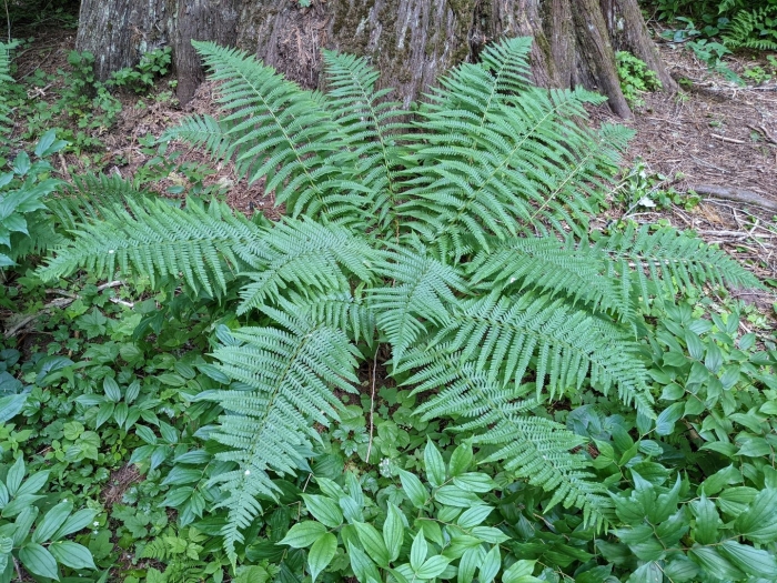 Dryopteris filix-mas squamulosa crispa