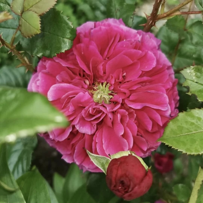 Роза парковая вильям шекспир