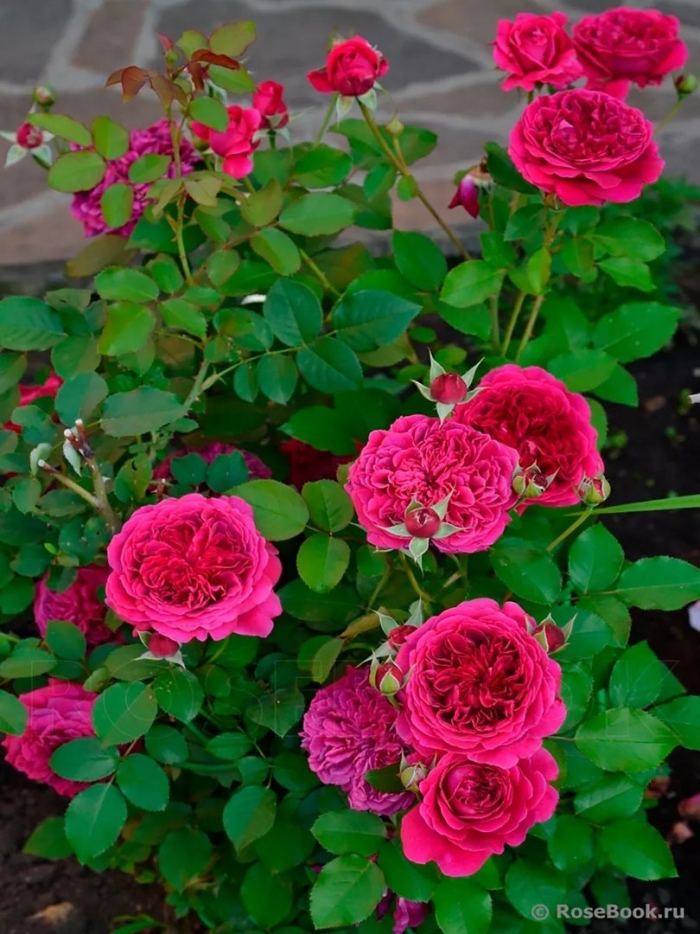 Роза английская вильям шекспир