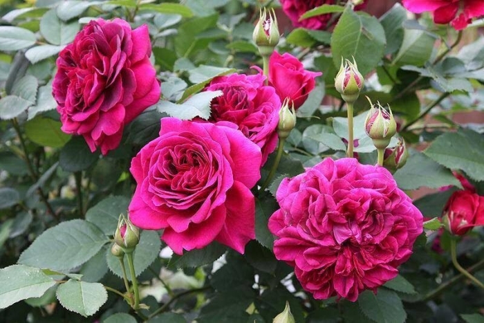 Роза парковая вильям шекспир