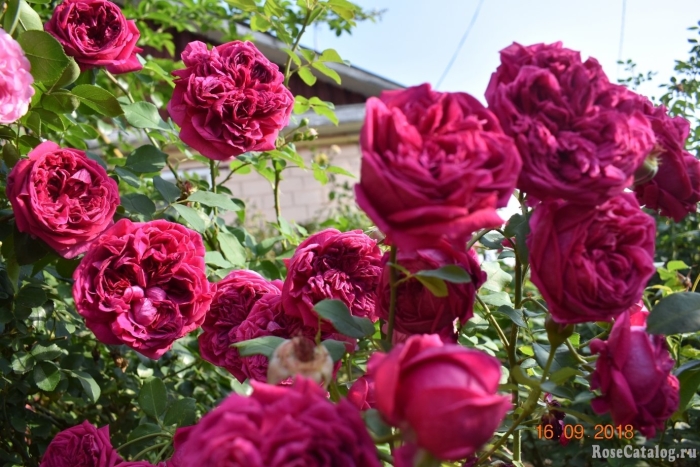 Роза фальстаф falstaff