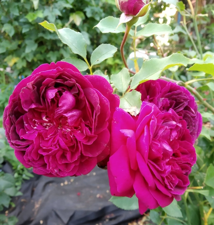 Роза вильям шекспир