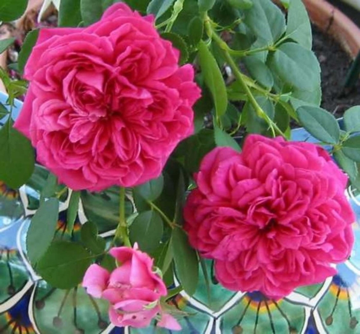 Роза остина вильям шекспир 2000