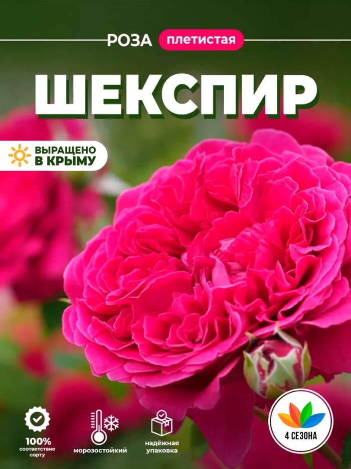 Роза остина вильям шекспир