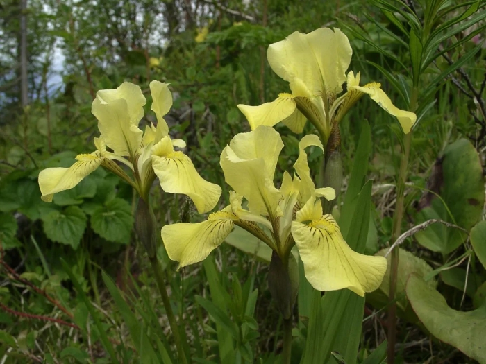 Ирис болотный аировидный желтый