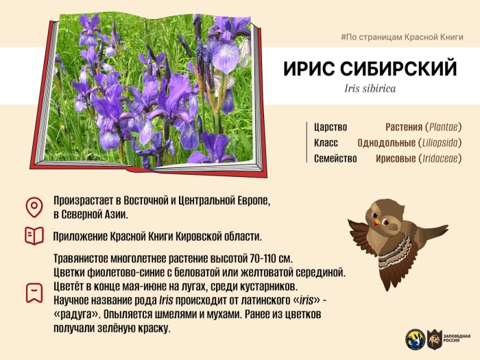 Ирис сибирский касатик красная книга