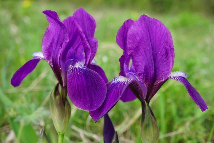Iris aphylla