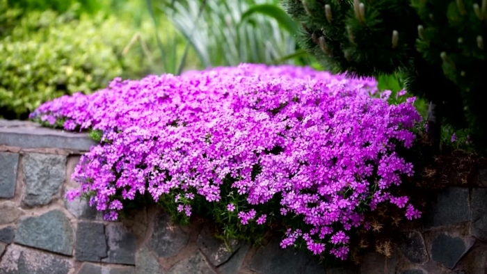 Флокса шиловидного