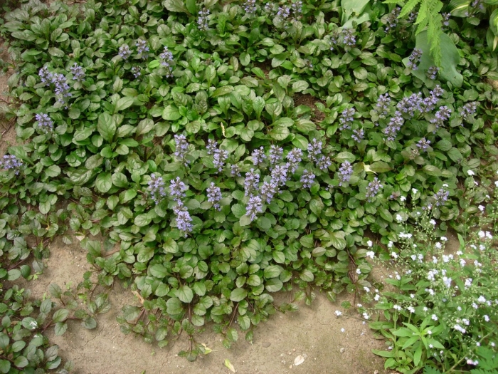 Живучка ползучая ajuga reptans
