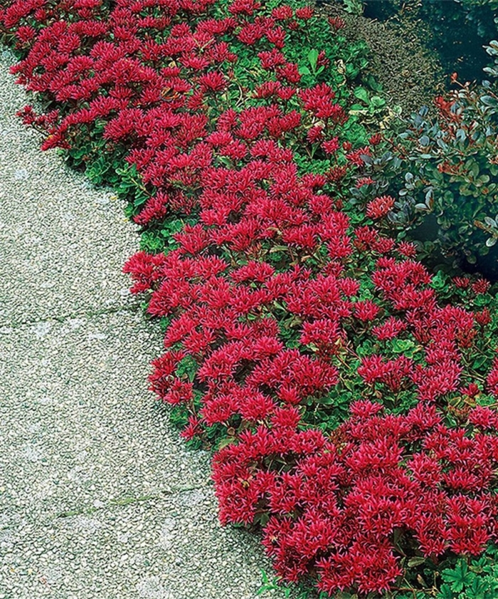 Седум очиток красная роза