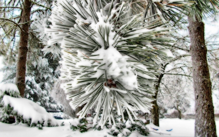 Зимняя сосна