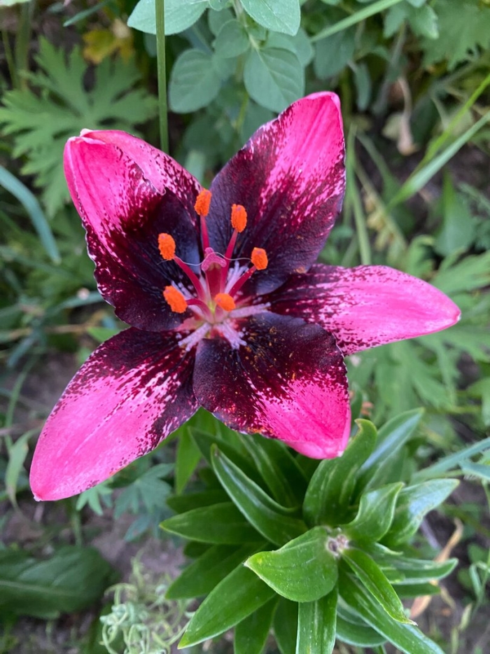 Лилия пурпл дрим