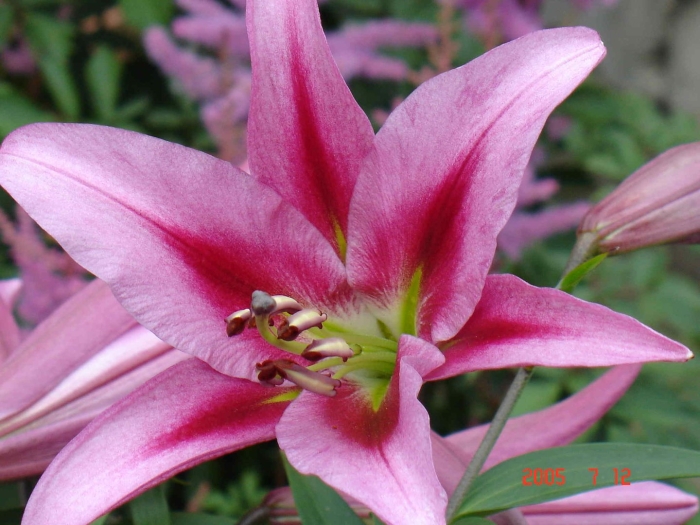 Лилия робина / robina (от-гибрид)