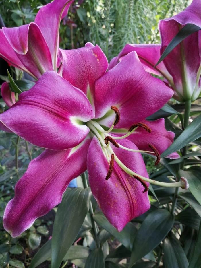 Лилия пурпл леди