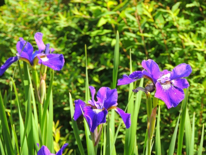 Ирис сибирский iris sibirica