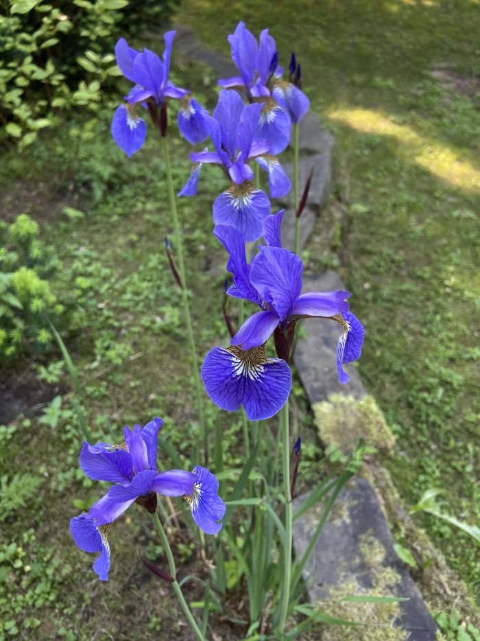 Ирис сибирский синий