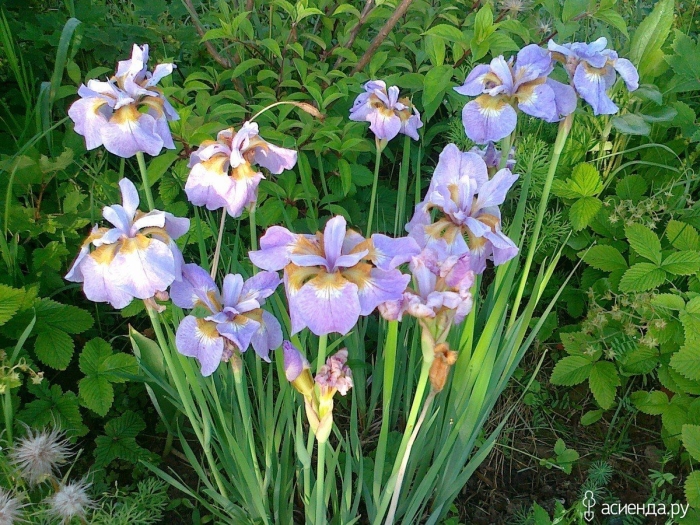 Ирис рикуги сакура (сибирский)