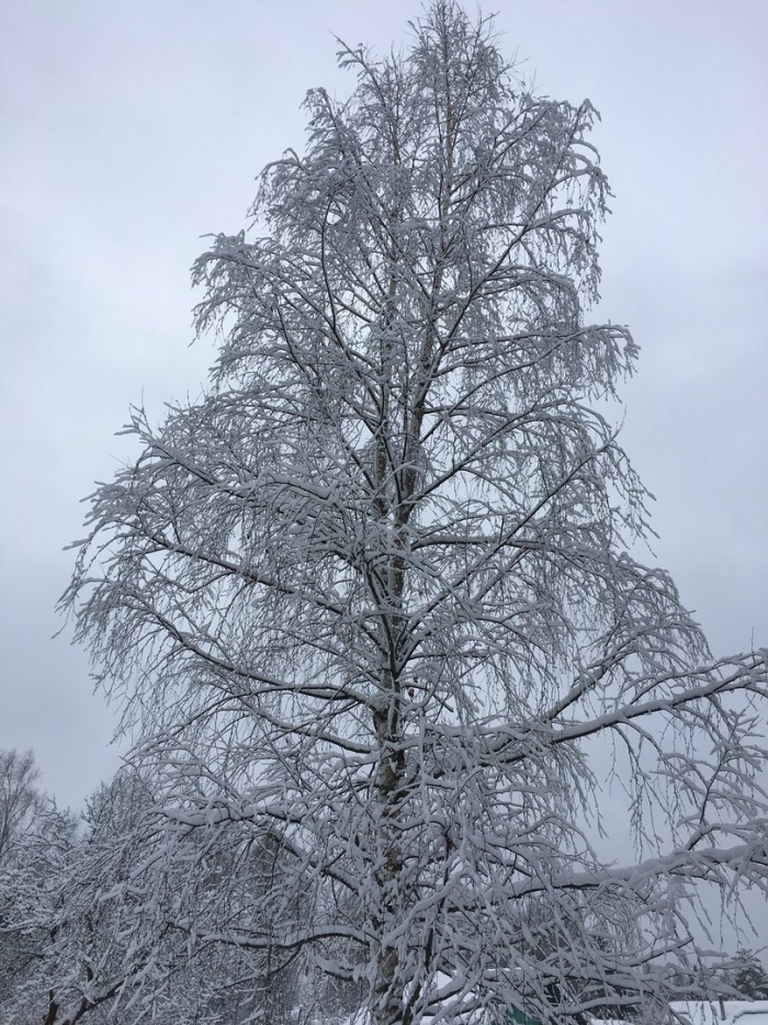 Береза зима