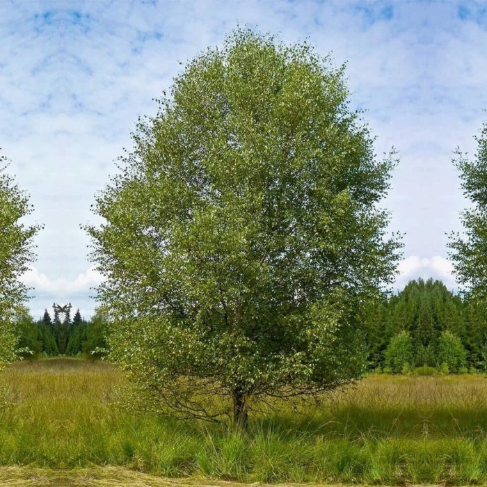 Береза пушистая betula pubescens