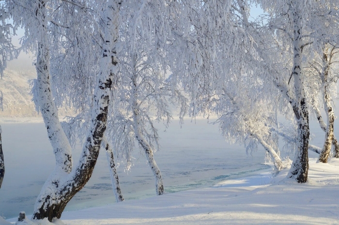 Зимние березы