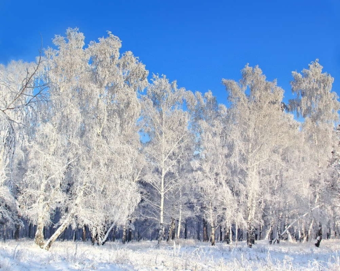 Береза зимой
