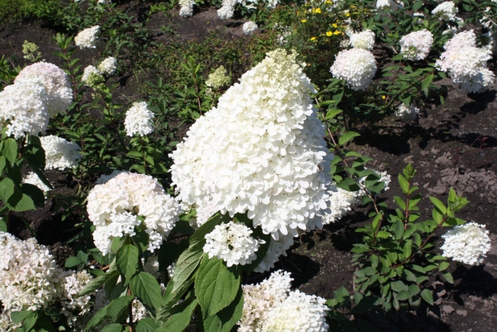 Гортензия метельчатая грандифлора