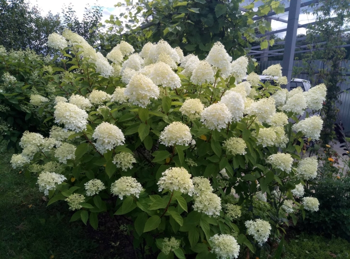 Панфлора гортензия метельчатая