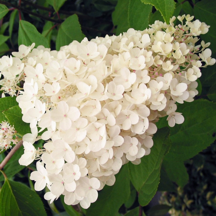 Гортензия метельчатая сильвер