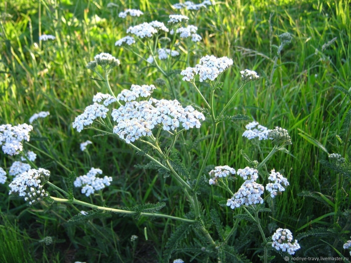 Тысячелистник лаура