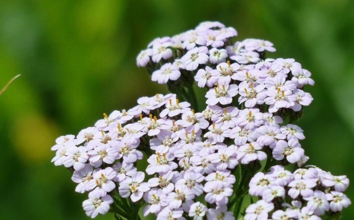 Тысячелистник обыкновенный achillea millefolium