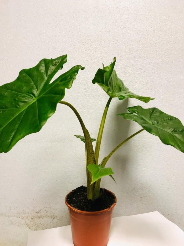 Алоказия клобучковая