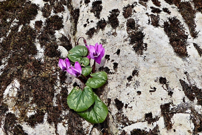 Cyclamen pseudibericum