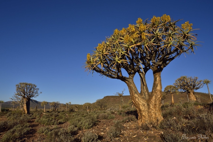 Колчанные деревья намибия
