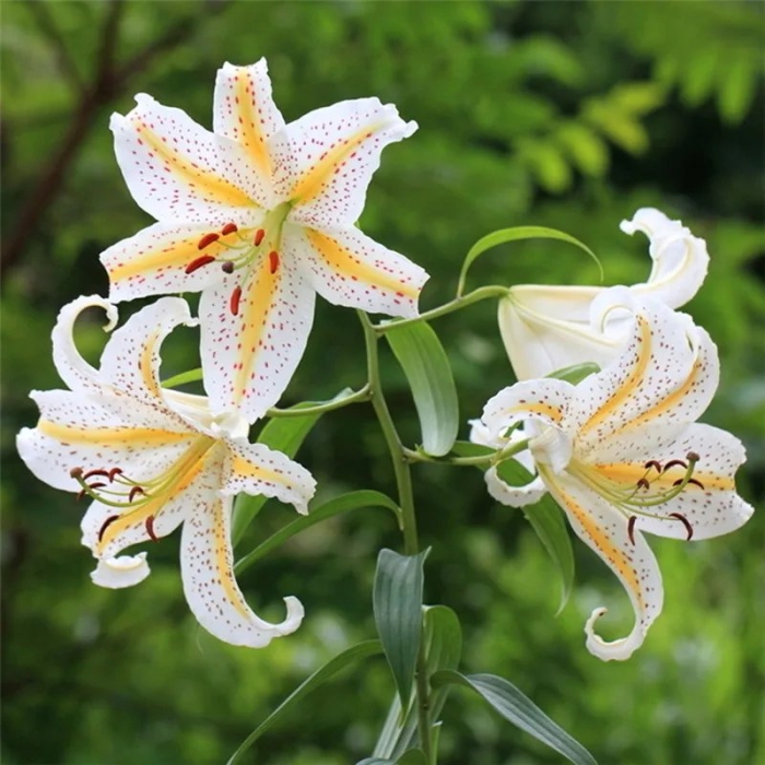 Лилия восточная ауратум голд бенд