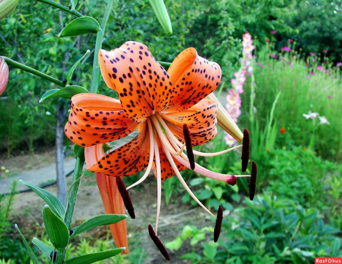 Лилия ланцетолистная тигровая