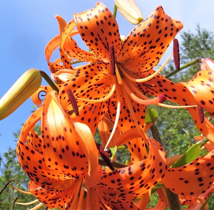 Тигровая лилия