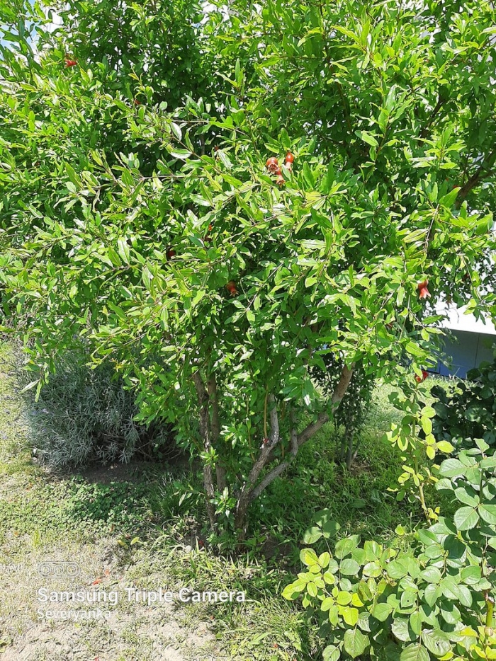 Гранат кустарник